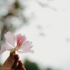 Đời người như cánh hoa