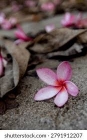 Thơ: Lưu Luyến